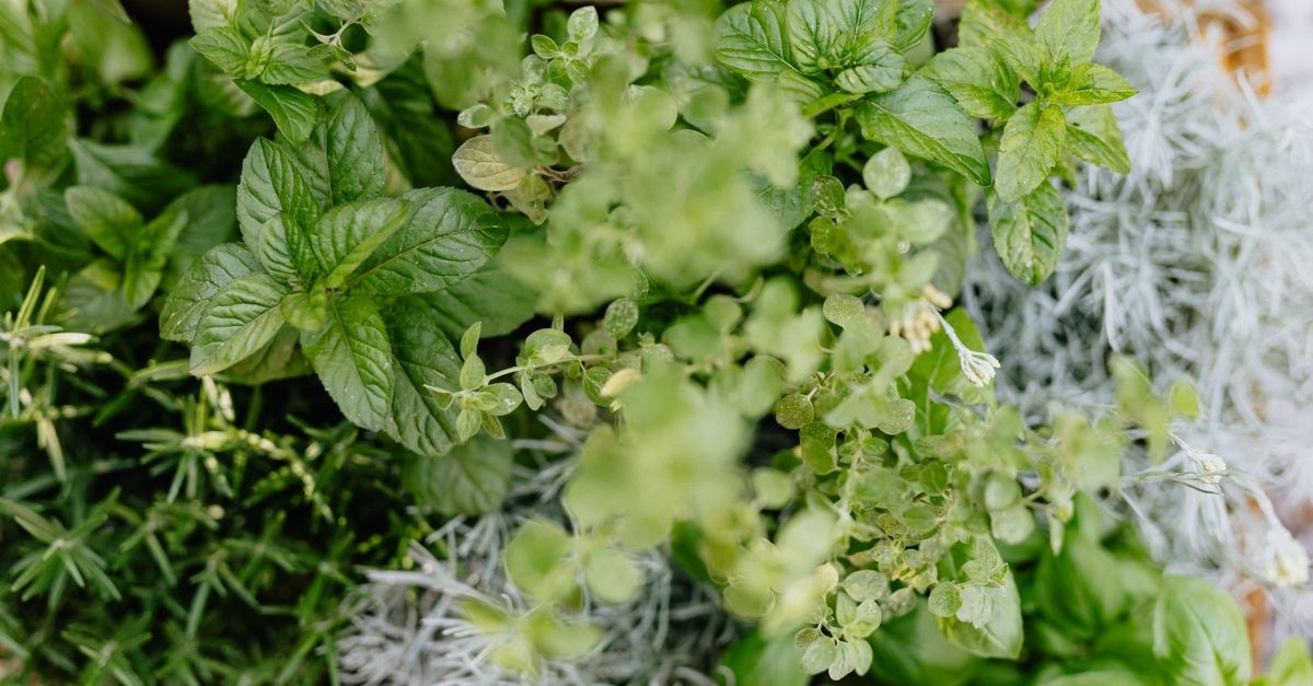 Miętowy raj bez tajemnic: zaplanuj aromatyczny ogród ziołowy z miętą pieprzową